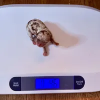 AKC Mario, a male Chihuahua for sale in Cincinnati, OH – Photo 8 of 10