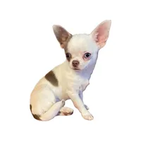 AKC Mario, a male Chihuahua for sale in Cincinnati, OH – Photo 9 of 10