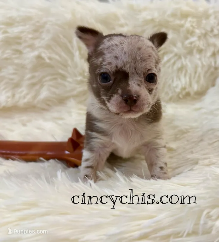 AKC Mario, a male Chihuahua for sale in Cincinnati, OH – Photo 1 of 9