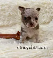 AKC Mario, a male Chihuahua for sale in Cincinnati, OH – Photo 1 of 9