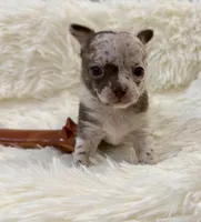 AKC Mario, a male Chihuahua for sale in Cincinnati, OH – Photo 3 of 10