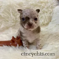 AKC Mario, a male Chihuahua for sale in Cincinnati, OH – Photo 4 of 10