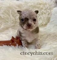 AKC Mario, a male Chihuahua for sale in Cincinnati, OH – Photo 2 of 9