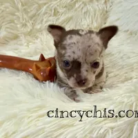 AKC Mario, a male Chihuahua for sale in Cincinnati, OH – Photo 6 of 10