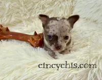 AKC Mario, a male Chihuahua for sale in Cincinnati, OH – Photo 5 of 9