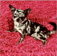 AKC Mario, a male Chihuahua for sale in Cincinnati, OH – Photo 10 of 10