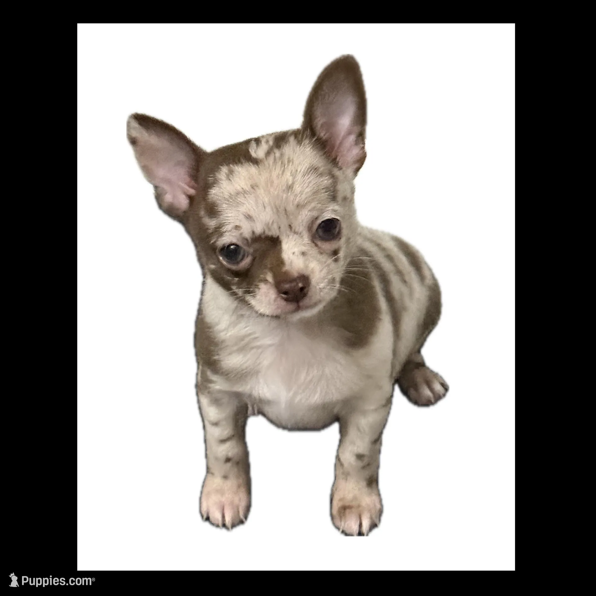 AKC Mario – Chihuahua puppy for sale in Cincinnati, OH