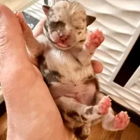 AKC Mario, a male Chihuahua for sale in Cincinnati, OH – Photo 7 of 10