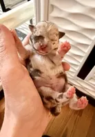 AKC Mario, a male Chihuahua for sale in Cincinnati, OH – Photo 6 of 9