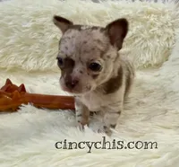 AKC Mario, a male Chihuahua for sale in Cincinnati, OH – Photo 4 of 9