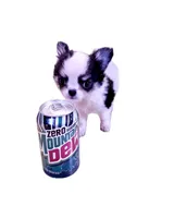 AKC Gabby, a female Chihuahua for sale in Cincinnati, OH – Photo 3 of 7