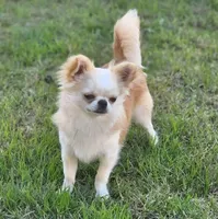 AKC Gabby, a female Chihuahua for sale in Cincinnati, OH – Photo 7 of 7