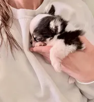 AKC Gabby, a female Chihuahua for sale in Cincinnati, OH – Photo 4 of 7