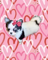 AKC Gabby, a female Chihuahua for sale in Cincinnati, OH – Photo 1 of 7