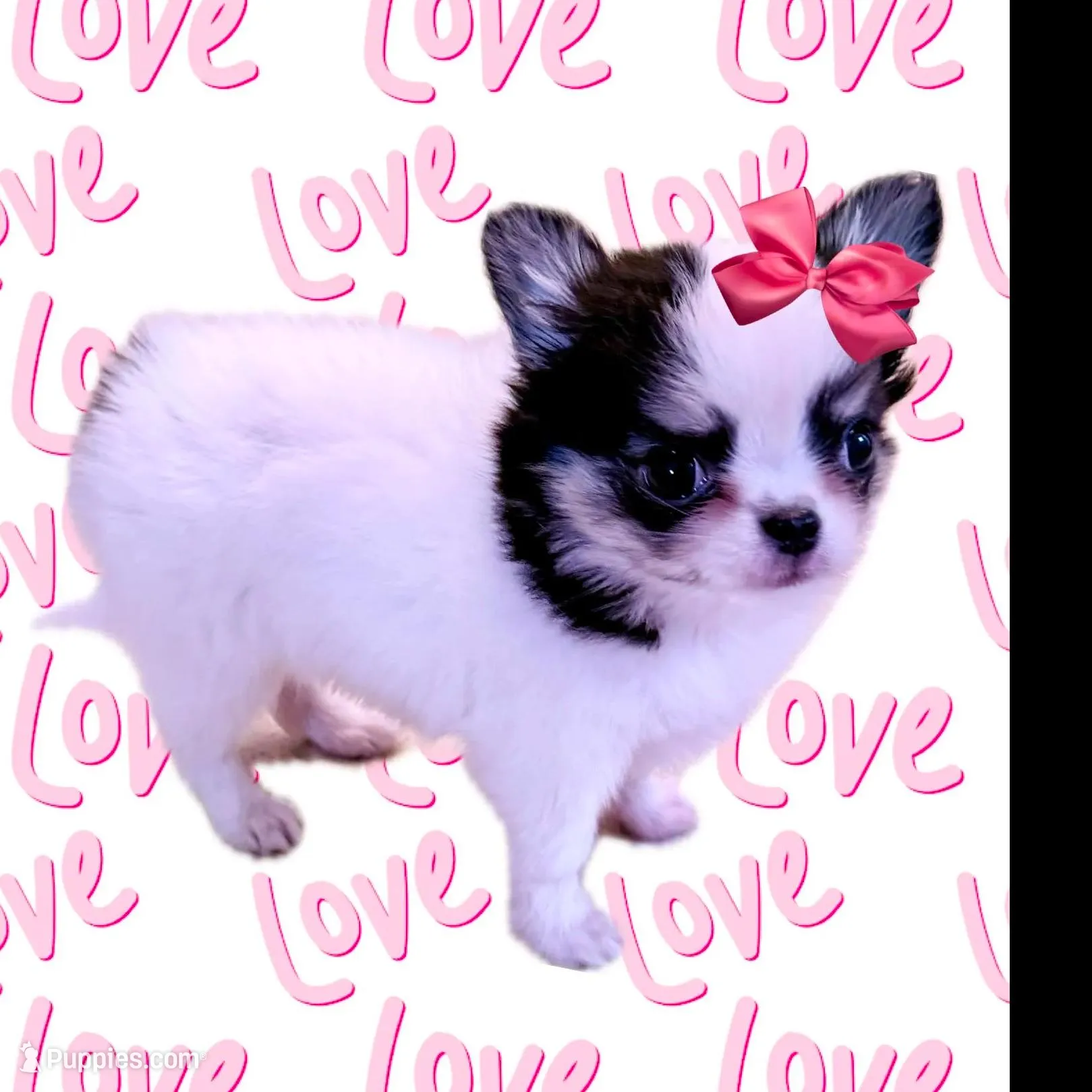 AKC Gabby, a female Chihuahua for sale in Cincinnati, OH – Photo 2 of 7