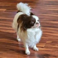 AKC Gabby, a female Chihuahua for sale in Cincinnati, OH – Photo 6 of 7