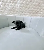 AKC Sofia, a female Chihuahua for sale in Cincinnati, OH – 2 of 4