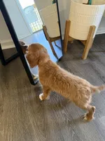 Teddy , a male Cavalier King Charles Spaniel for sale in Thomasville, NC – Photo 7 of 9