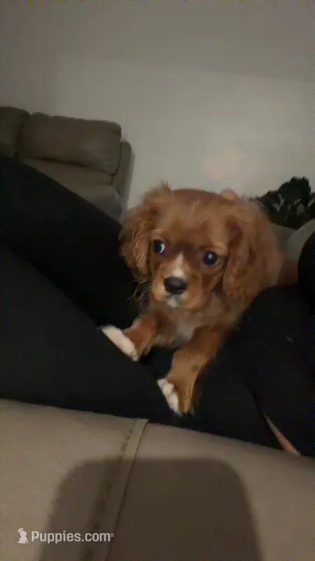Teddy  – Cavalier King Charles Spaniel puppy for sale in Thomasville, NC