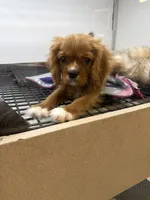 Teddy , a male Cavalier King Charles Spaniel for sale in Thomasville, NC – Photo 5 of 9