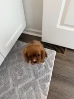 Teddy , a male Cavalier King Charles Spaniel for sale in Thomasville, NC – Photo 6 of 9