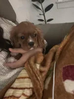 Teddy , a male Cavalier King Charles Spaniel for sale in Thomasville, NC – Photo 4 of 9