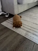 Teddy , a male Cavalier King Charles Spaniel for sale in Thomasville, NC – Photo 6 of 8