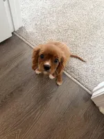 Teddy , a male Cavalier King Charles Spaniel for sale in Thomasville, NC – Photo 3 of 8