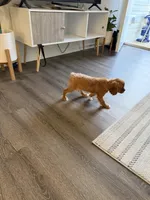 Teddy , a male Cavalier King Charles Spaniel for sale in Thomasville, NC – Photo 8 of 8