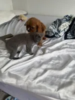 Teddy , a male Cavalier King Charles Spaniel for sale in Thomasville, NC – Photo 4 of 8