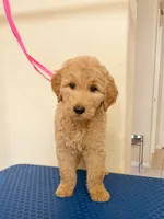 Atlas, a male Goldendoodle for sale in Houston, TX – 2 of 2