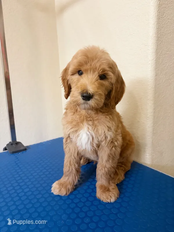 Everest – Goldendoodle puppy for sale in Houston, TX
