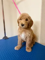 Everest, a male Goldendoodle for sale in Houston, TX – 2 of 3