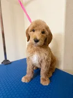 Everest, a male Goldendoodle for sale in Houston, TX – 1 of 3