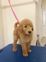 Anchor, a male Goldendoodle for sale in Houston, TX – 3 of 3