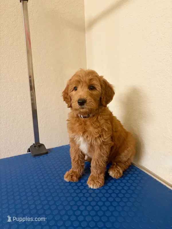 Joy – Goldendoodle puppy for sale in Houston, TX