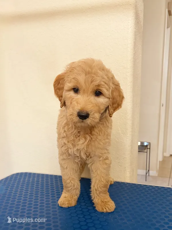 Atlas – Goldendoodle puppy for sale in Houston, TX