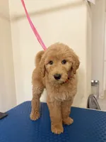 Anchor, a male Goldendoodle for sale in Houston, TX – 2 of 3