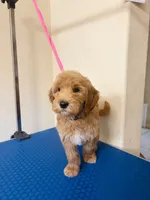 Everest, a male Goldendoodle for sale in Houston, TX – 3 of 3