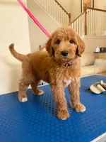 Joy, a female Goldendoodle for sale in Houston, TX – 2 of 2