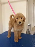Anchor, a male Goldendoodle for sale in Houston, TX – 1 of 3