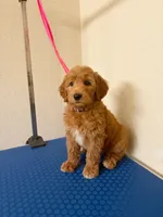 Joy, a female Goldendoodle for sale in Houston, TX – 1 of 2