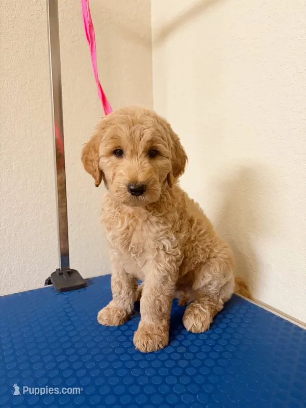 Atlas – Goldendoodle puppy for sale in Houston, TX