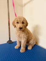 Atlas, a male Goldendoodle for sale in Houston, TX – 1 of 2