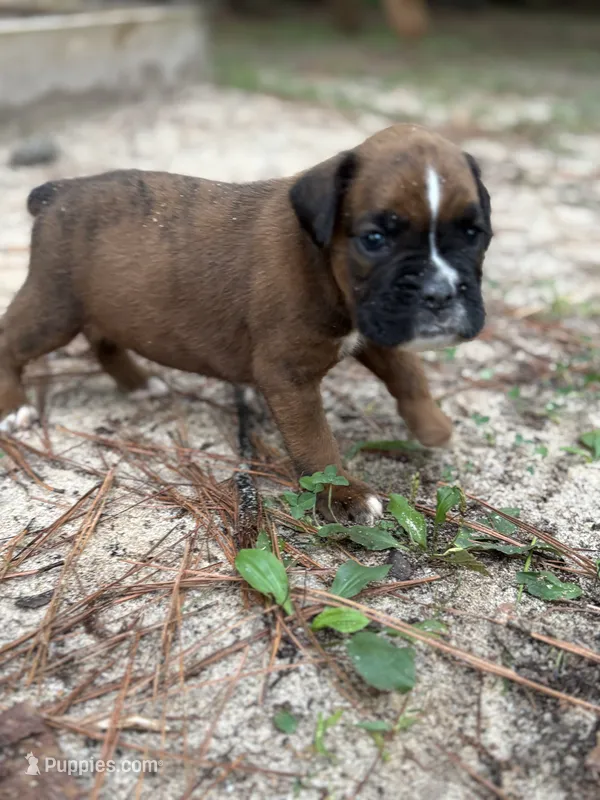 Kirk – Boxer puppy for sale in Abbeville, SC