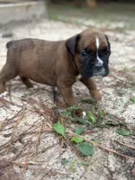 Kirk, a male Boxer for sale in Abbeville, SC – 1 of 3