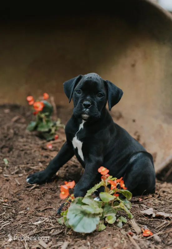 Coco – Boxer puppy for sale in Abbeville, SC