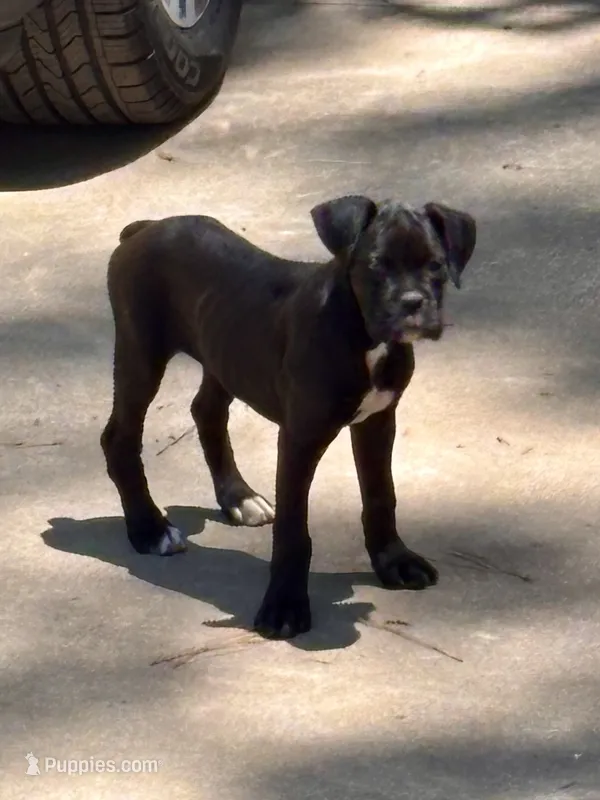 Coco – Boxer puppy for sale in Abbeville, SC