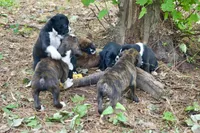 Cici, a female Boxer for sale in Abbeville, SC – 6 of 6