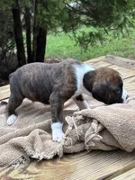 Luke , a male Boxer for sale in Abbeville, SC – 3 of 3